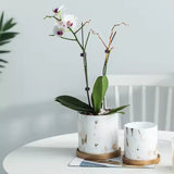 Marble Gold Circular Flower Pot